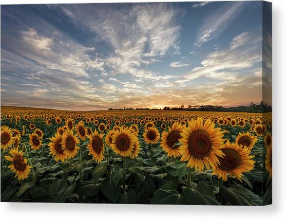 Field of Gold Canvas Art Print by Scott Bean