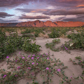 First Sprouts of Desert Spring Flowers by William Dunigan