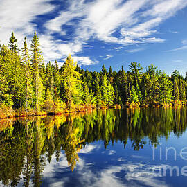 Forest reflecting in lake by Elena Elisseeva