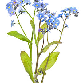 Forget-me-not flowers on white by Elena Elisseeva