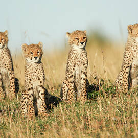 Four Cheetah Cubs by Gp232