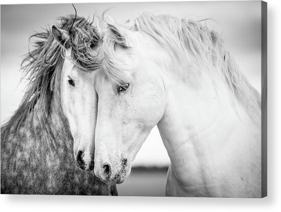 Friends V Acrylic Print