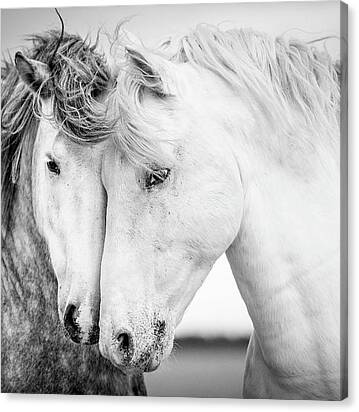 Friends V Canvas Print