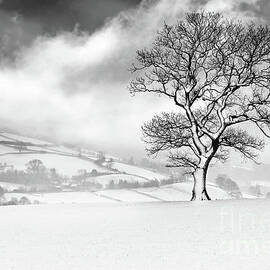 Gathering Storm by Janet Burdon