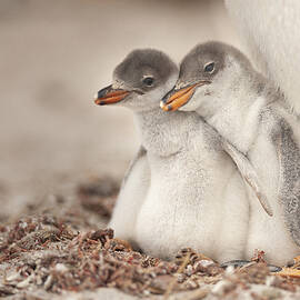 Gentoo Young by Joan Gil Raga