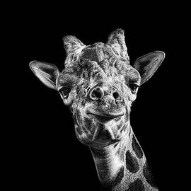 Giraffe In Black And White by Malcolm Macgregor