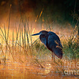 Goliath heron with sunrise over misty river by Johan Swanepoel