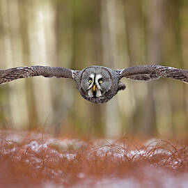 Great Grey Owl by Milan Zygmunt