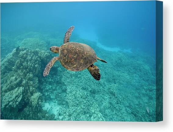 Green Sea Turtle, Big Island, Hawaii Canvas Art Print by Paul Souders