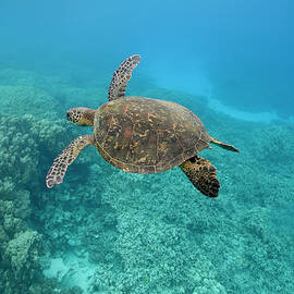Green Sea Turtle, Big Island, Hawaii by Paul Souders