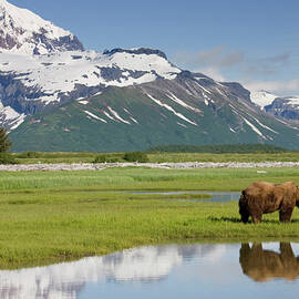 Grizzly Bear, Katmai National Park by Paul Souders
