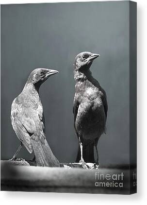 Blackbird Canvas Prints for Sale