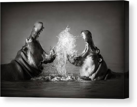 Hippo's fighting Canvas Art Print by Johan Swanepoel