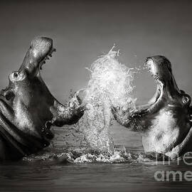 Hippo's fighting by Johan Swanepoel
