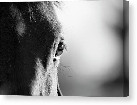 Horse In Black And White Canvas Art Print by Malcolm Macgregor