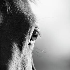 Horse In Black And White by Malcolm Macgregor
