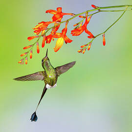 Hummingbird , Booted Racket-tail by Kencanning
