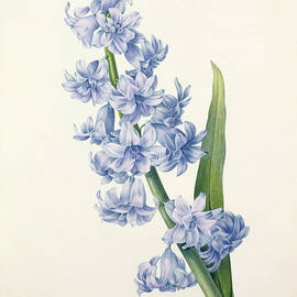 Hyacinth by Pierre Joseph Redoute