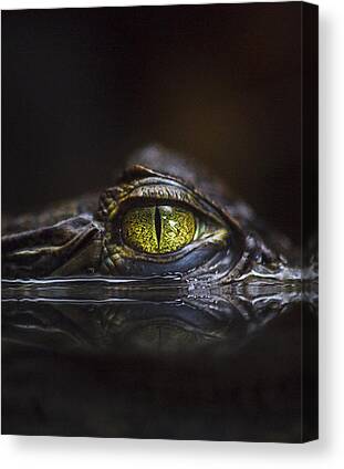 Alligator Canvas Prints for Sale