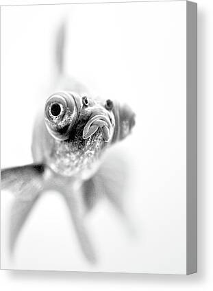 Fish Canvas Prints for Sale