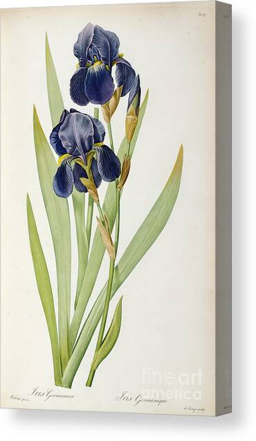 Iris Germanica Canvas Art Print by Pierre Joseph Redoute