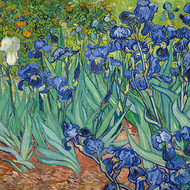 Irises by Vincent Van Gogh