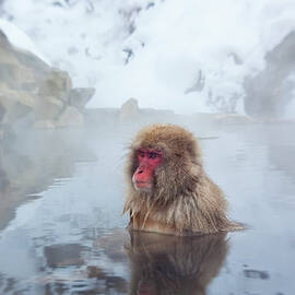 Japanese Macaque Or Snow Monkey, Japan by Peter Adams