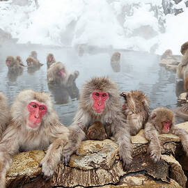 Japanese Macaques Or Snow Monkeys, Japan by Peter Adams