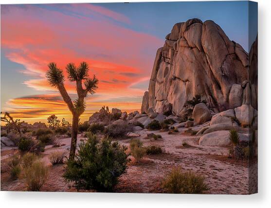 Joshua Tree Sunset Canvas Art Print by Peter Tellone