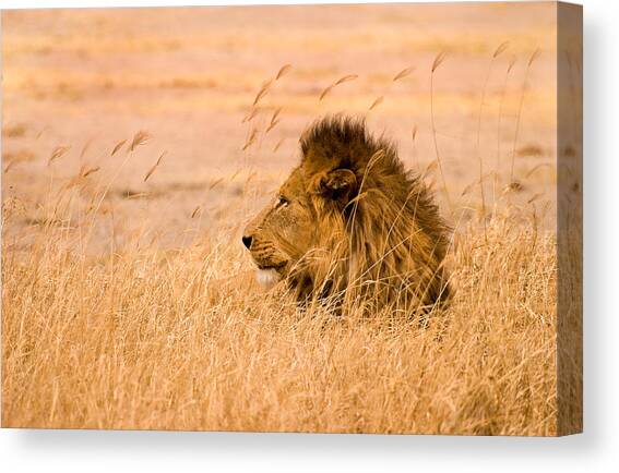 King of The Pride Canvas Art Print by Adam Romanowicz