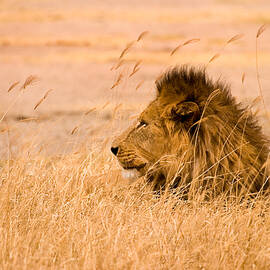 King of The Pride by Adam Romanowicz