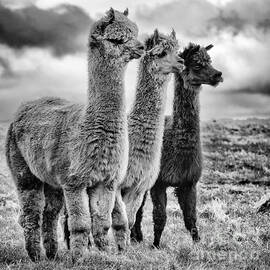 Lama lineup by John Farnan