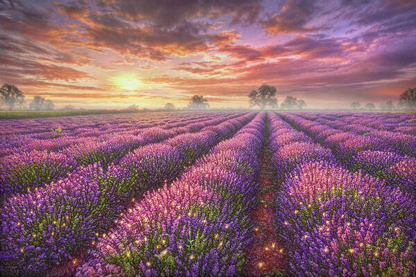 Lavender Field Art Print