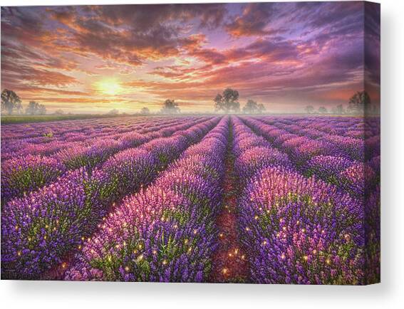Lavender Field Canvas Art Print by Phil Jaeger