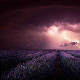 Lavender Fragrance by Franz Schumacher