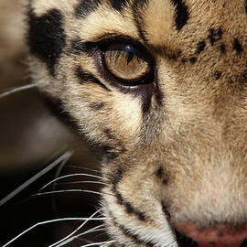 Leopard Portrait by Gp232