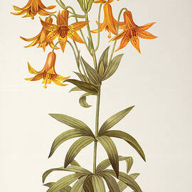 Lilium Penduliflorum by Pierre Joseph Redoute