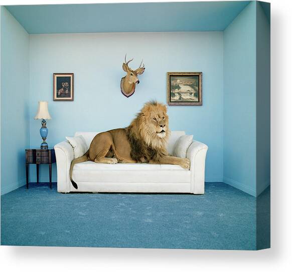 Lion Lying On Couch, Side View Canvas Art Print by Matthias Clamer