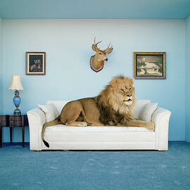 Lion Lying On Couch, Side View by Matthias Clamer