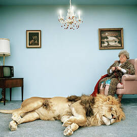 Lion Lying On Rug, Mature Woman Knitting by Matthias Clamer