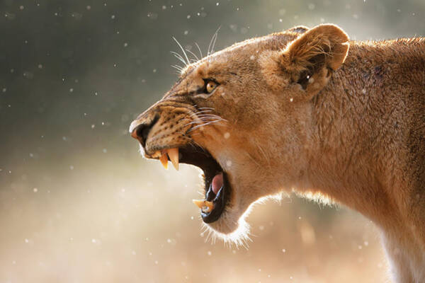 Lioness Displaying Dangerous Teeth In A Rainstorm Poster