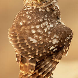 Little Owl by Joan Gil Raga