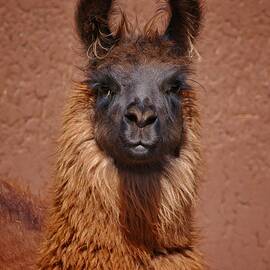 Llama by Skip Hunt