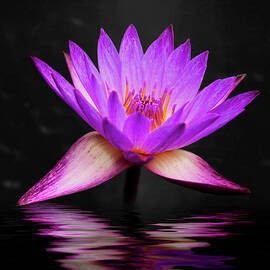 Lotus by Adam Romanowicz