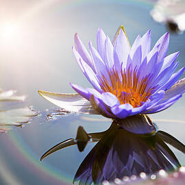 Lotus Flower With Sun Flare by Good Focused