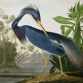 Louisiana Heron by John James Audubon