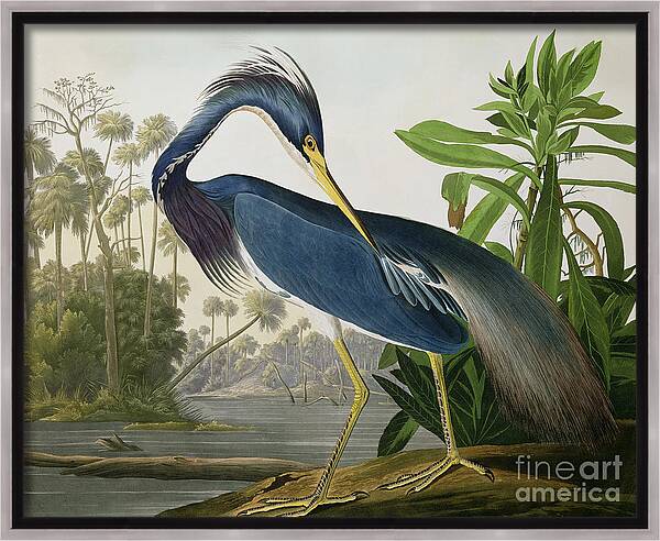 Louisiana Heron Framed Canvas Print