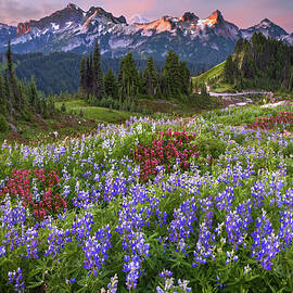 Lupine Meadows by Ryan Smith