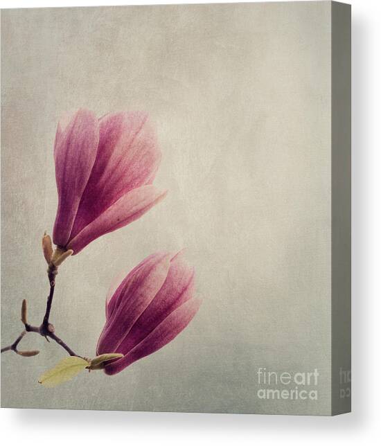 Magnolia flower on art texture Canvas Art Print by Jelena Jovanovic