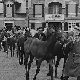 Mares And Foals At The Farm Of Marie-helene De by Henry Clarke
